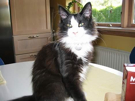 Norsk Skovkat Enigma{Forsvundet} billede 8