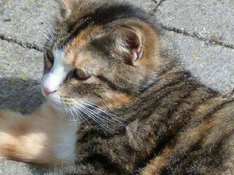 Blanding af racer minnie billede 1