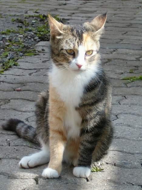 Blanding af racer minnie billede 2