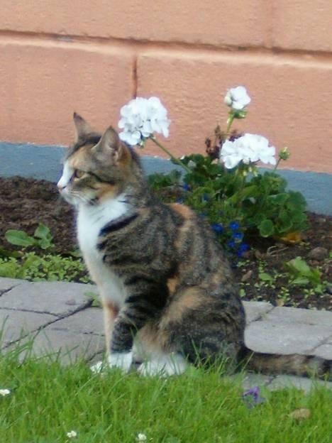 Blanding af racer minnie billede 3