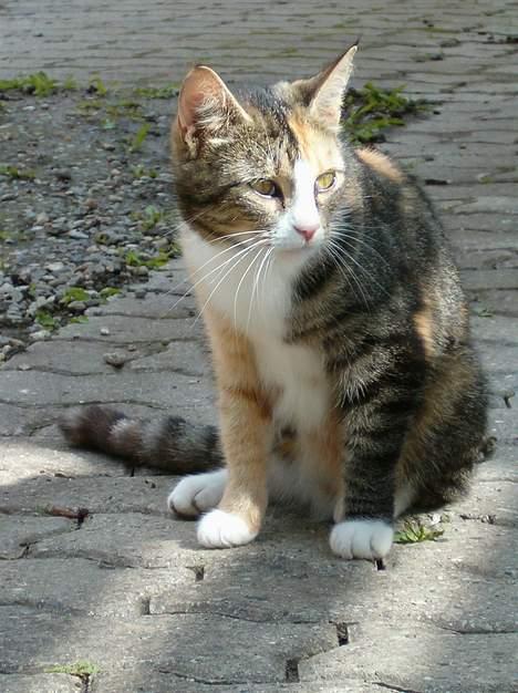 Blanding af racer minnie billede 4