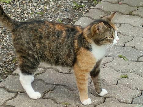 Blanding af racer minnie billede 5