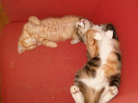 Blanding af racer minnie billede 6