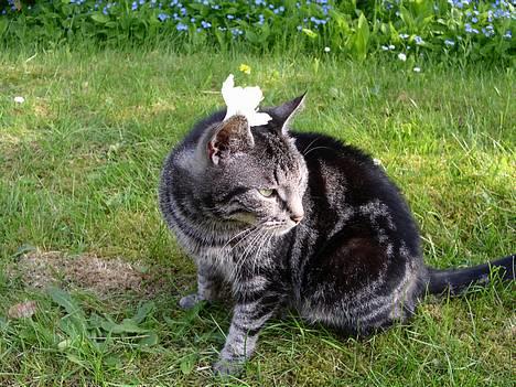 Blanding af racer Tiger billede 8