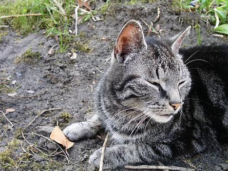 Blanding af racer Tiger - ej jegg gider ik være fotomodel mere .. gå væk! billede 6