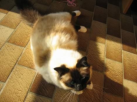 Hellig Birma Mitte Brownie Junior - Plz..! du må ikk gå..! billede 1