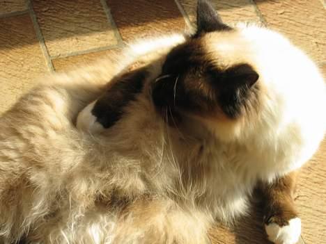 Hellig Birma Mitte Brownie Junior - Ihh se nu..! jeg har fået hår under armene..! billede 9