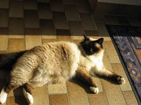 Hellig Birma Mitte Brownie Junior billede 8