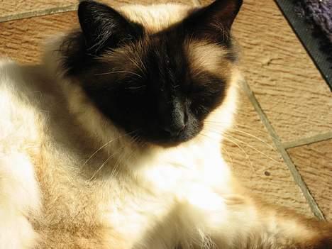 Hellig Birma Mitte Brownie Junior - Jeg tager mig lige en hurtig lur..! billede 7