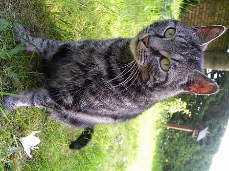 Blanding af racer Tiger - Hoov hvad var det der bevægede sig dr over? billede 2