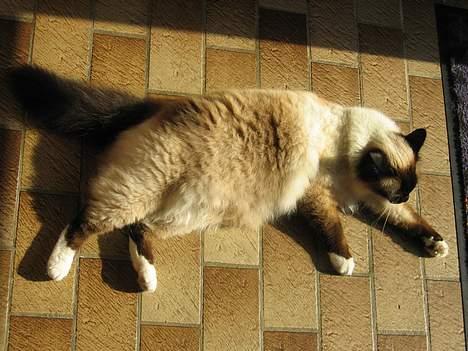 Hellig Birma Mitte Brownie Junior billede 5