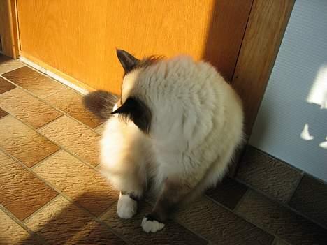 Hellig Birma Mitte Brownie Junior billede 4