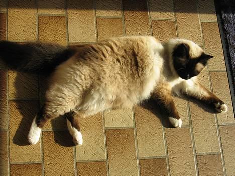 Hellig Birma Mitte Brownie Junior billede 3