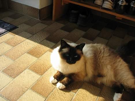 Hellig Birma Mitte Brownie Junior - Se mig..! er jeg ikk bar flot..! billede 2