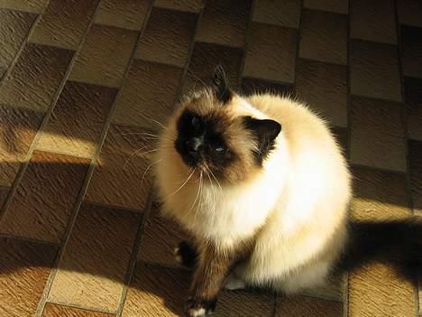 Hellig Birma Frida billede 1