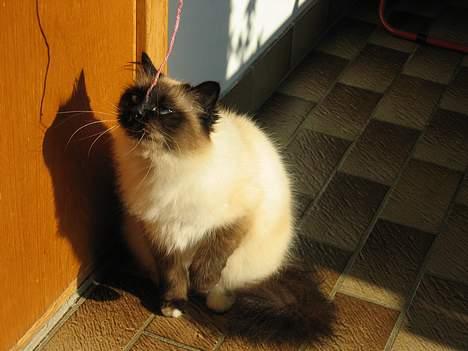 Hellig Birma Frida billede 2