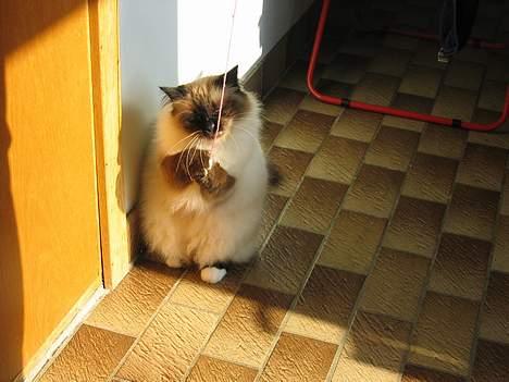 Hellig Birma Frida - En snor er nok til at holde Frida beskæftiget i flere timer :) billede 3