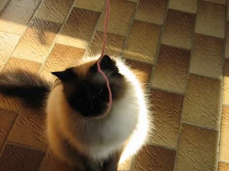 Hellig Birma Frida billede 4