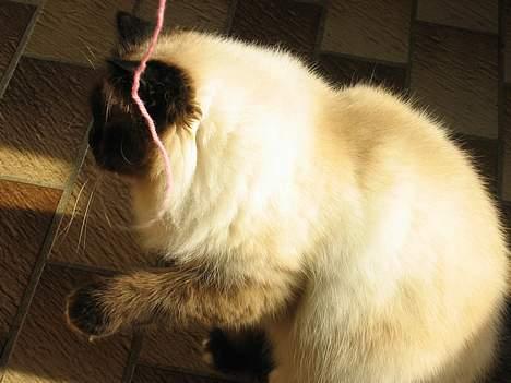 Hellig Birma Frida billede 5