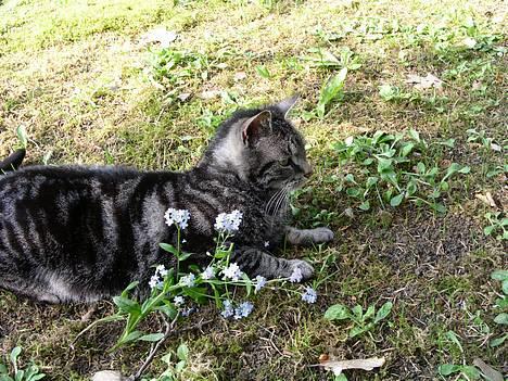 Blanding af racer Tiger billede 9