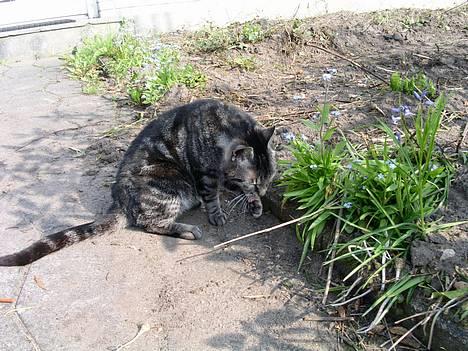 Blanding af racer Tiger billede 10