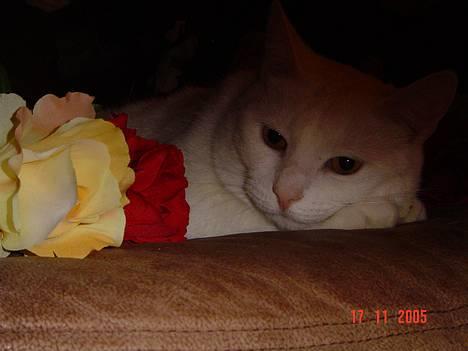 Blanding af racer Plet billede 1