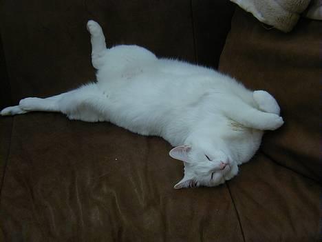 Blanding af racer Plet billede 2