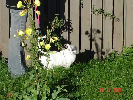 Blanding af racer Plet billede 3