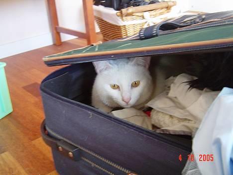 Blanding af racer Plet billede 4