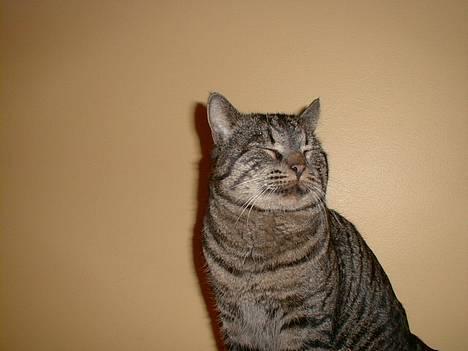 Blanding af racer Oliver billede 1