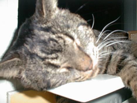 Blanding af racer Oliver billede 2