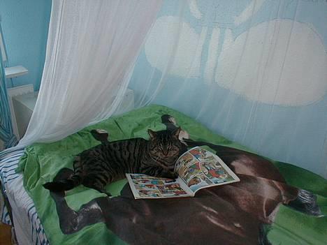 Blanding af racer Oliver billede 3