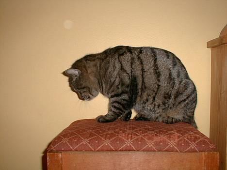 Blanding af racer Oliver billede 4