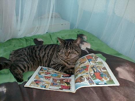 Blanding af racer Oliver billede 5