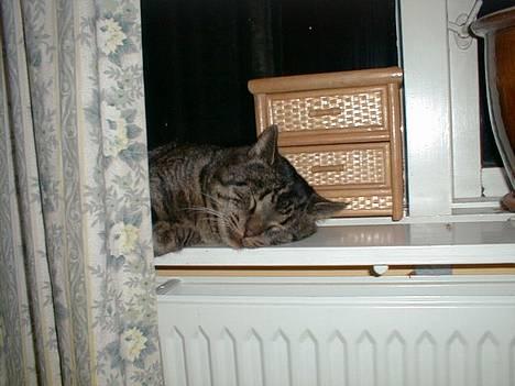 Blanding af racer Oliver billede 6