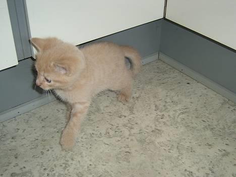 Blanding af racer Hope. billede 3