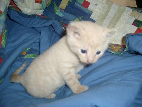 Blanding af racer Hope. billede 5