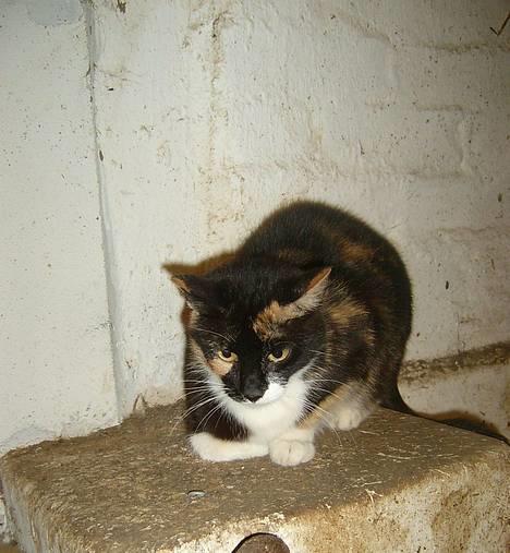 Blanding af racer Lille Mis billede 1