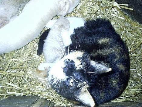 Blanding af racer Lille Mis - Lille MiZ.... men sin killing.... Hope..... billede 2