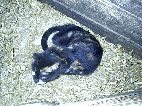 Blanding af racer Lille Mis - Lille MiZ.... men sin killing.... Hope..... billede 3