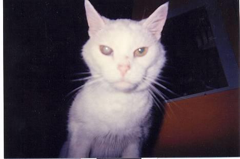 Blanding af racer Åge billede 1