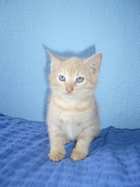 Blanding af racer Hope. billede 6