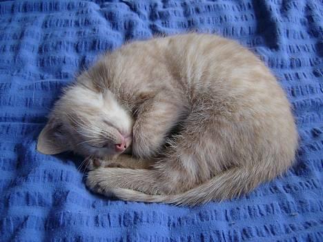 Blanding af racer Hope. billede 7