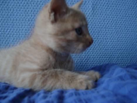 Blanding af racer Hope. billede 8