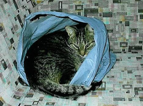 Blanding af racer Mis *DØD* - her ser hans øjne klamme ud men det er kun fordi han lige er vågnet han havde sovet i en 1 time i denne pose og så kom min kusine og så mig bare og tog et billede og han havde ingen gang fået lov til at slikke sig en  flot frits hehe billede 6