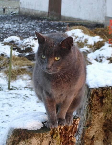 Huskat ChristMas billede 2