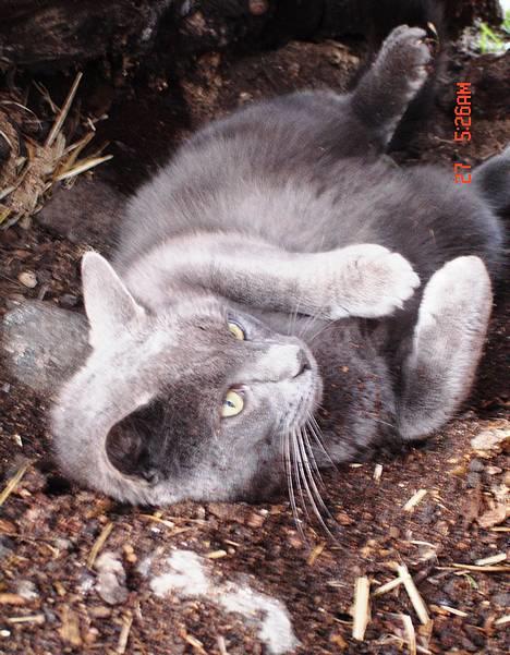 Huskat ChristMas billede 3