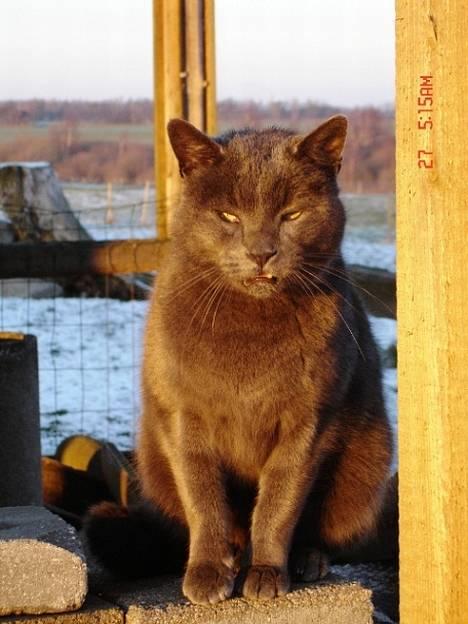 Huskat ChristMas billede 4