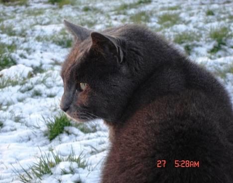 Huskat ChristMas billede 5