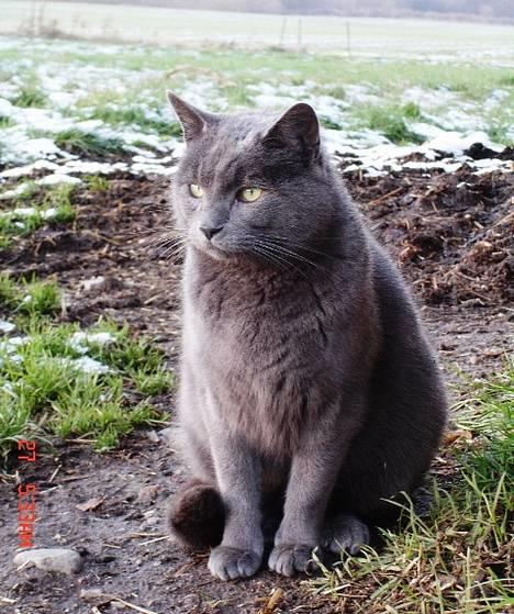 Huskat ChristMas billede 6